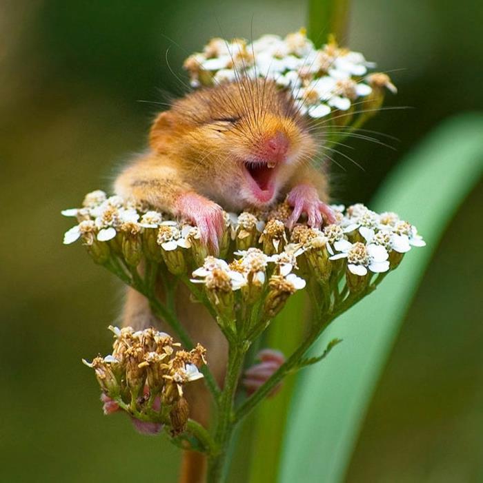 ο ζωικός μου κόσμος ποντίκι λουλούδι χαριτωμένα ζώα