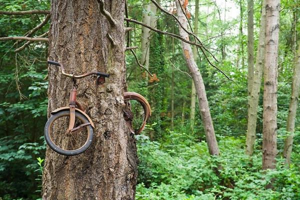 ανθρώπινη και φύση γη και ανθρώπινη φύση εικόνες δέντρο ποδήλατο
