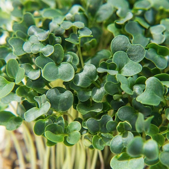 microgreens νόστιμο λάχανο