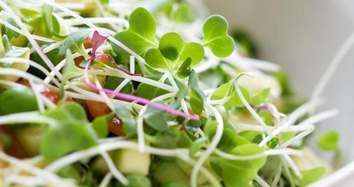 microgreens νόστιμη ρεβίθια σαλάτα