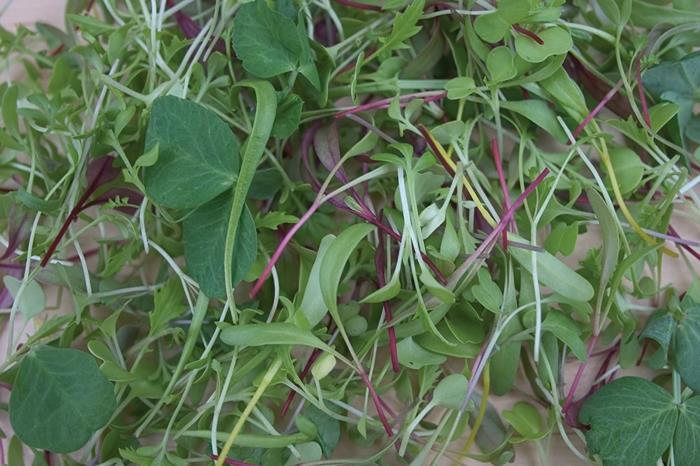 microgreens νόστιμες, τραγανές σαλάτες