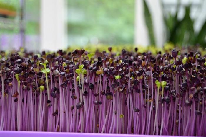 microgreens νόστιμο νόστιμο