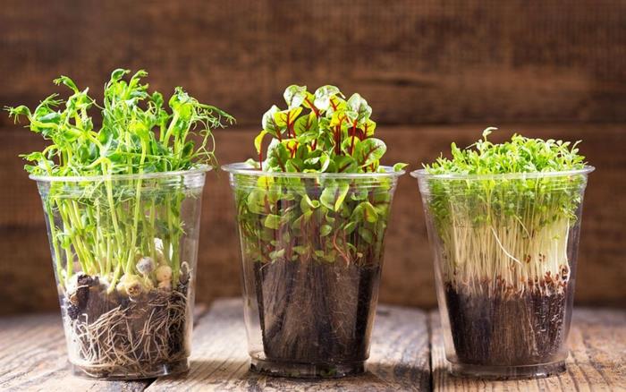 microgreens νόστιμο micro garden