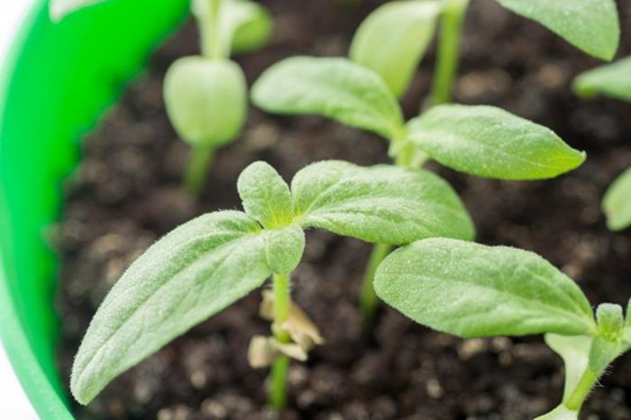 microgreens νόστιμα μικρο φυτά
