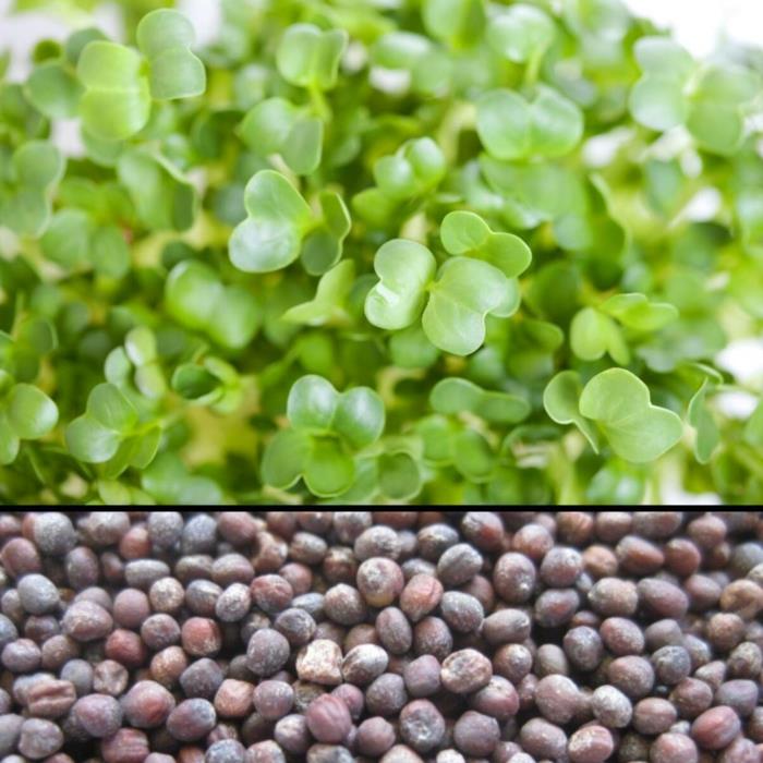 microgreens νόστιμα ραπανάκια