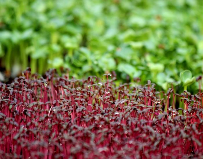 microgreens νόστιμη ρόκα