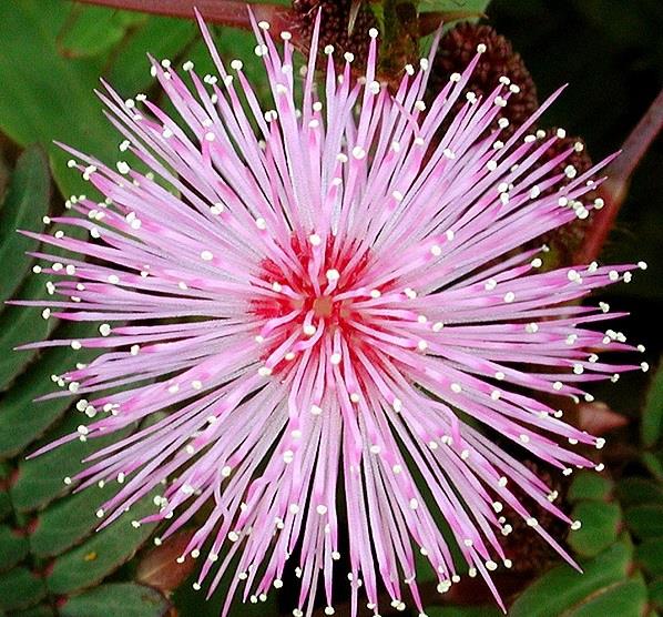 mimosa pudica Βραζιλία πορφυρά λουλούδια Διακοσμητικά φυτά εσωτερικού χώρου