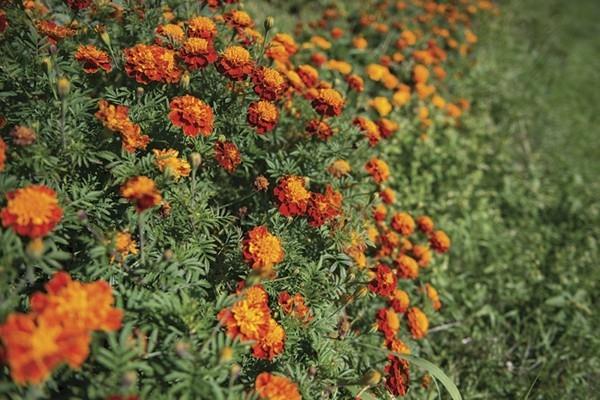 καταπολέμηση voles με tagetes