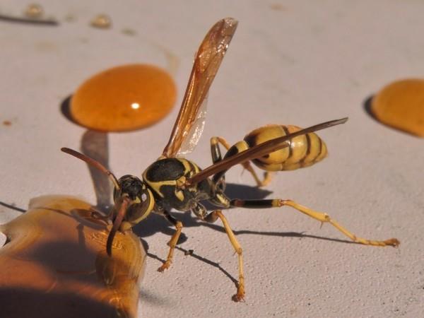 θεραπεία κατά των σφηκών το μέλι προσελκύει τις σφήκες