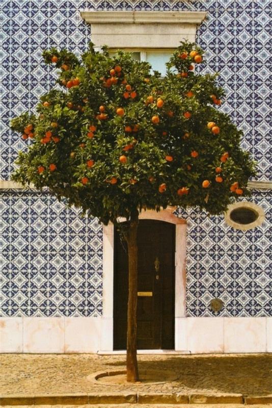 μεσογειακή πορτοκαλιά δέντρο Ισπανία υπαίθρια