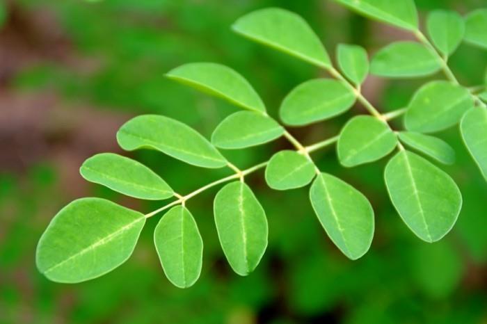 moringa αφήνει αντιοξειδωτικά θρεπτικά συστατικά υγιή