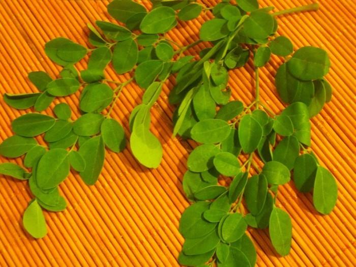 moringa αφήνει τον τρόπο ζωής της υγείας