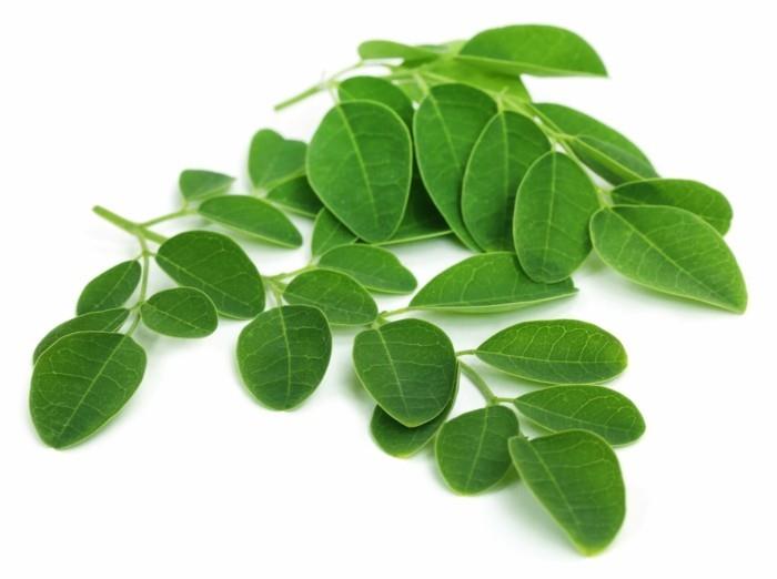 τα φύλλα moringa έχουν συμβουλές για την υγεία