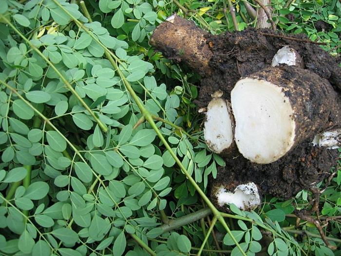 σκόνη moringa υγιείς πράσινες ρίζες φύλλων