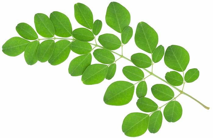 σκόνη moringa υγιές πράσινο φύλλο κλαδί