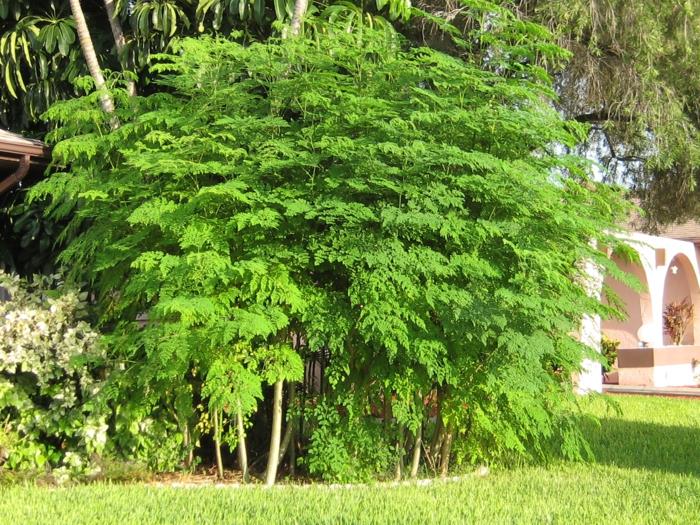 moringa τσάι υγιές πράσινο φύλλωμα κήπο δέντρων