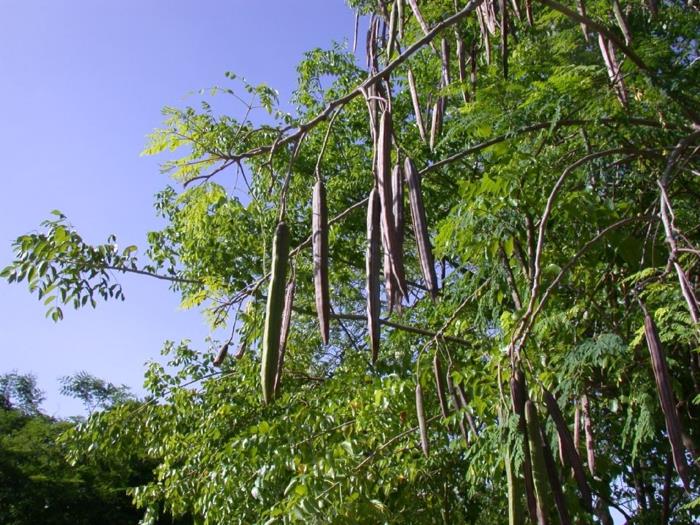 moringa σκόνη oleifera φρούτα