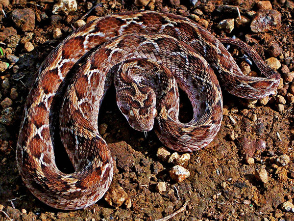 Pjūklas „Scaled Viper“