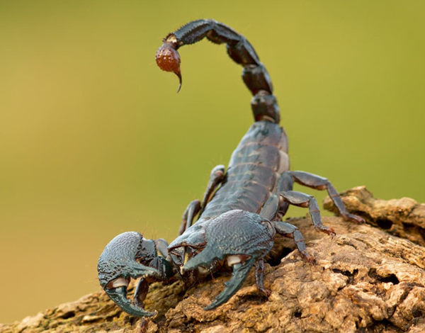 Skorpionai-laukiniai gyvūnai žemėje
