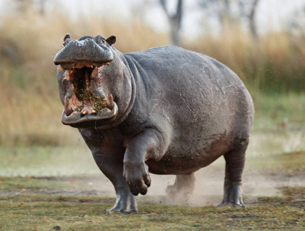 Hipopotamas-agresyviausi gyvūnai