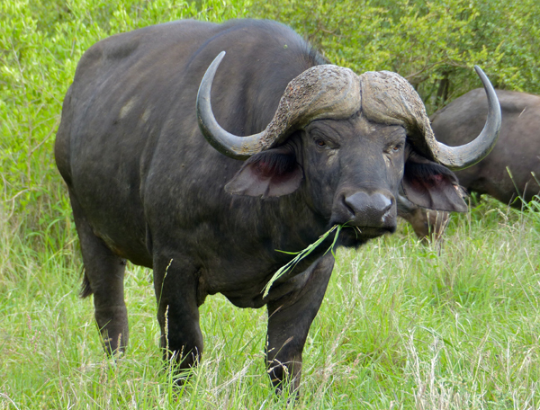Cape bufalo