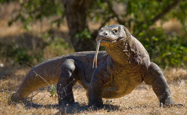 Komodo Ejderhası