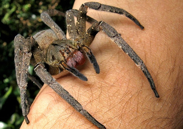 Brezilya Gezici Örümcek