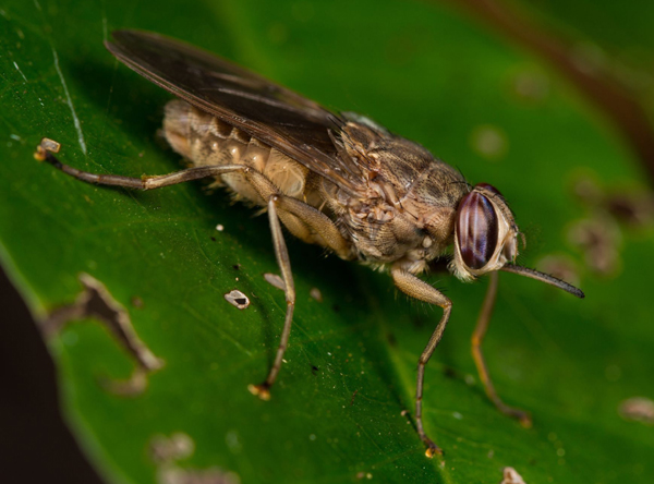 „Tsetse Fly“