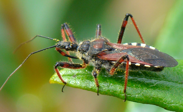 Assassin Bugs