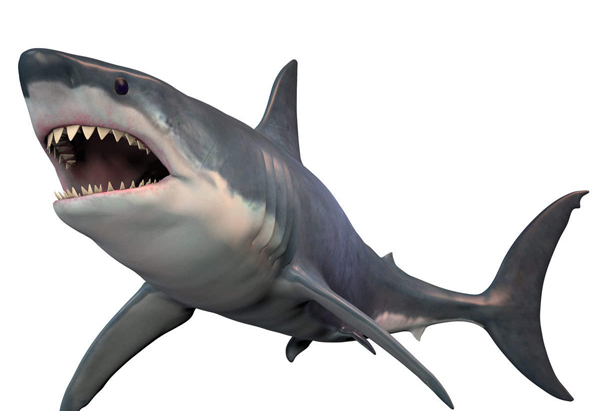 Ryklys-pavojingiausias jūros gyvūnas