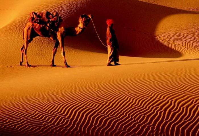 βιώσιμα ταξίδια βιώσιμα ζωντανά περιφερειακοί κατασκευαστές gobi desert camel