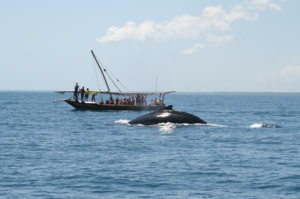 βιώσιμος τουρισμός τραβήξτε φωτογραφίες από φάλαινες