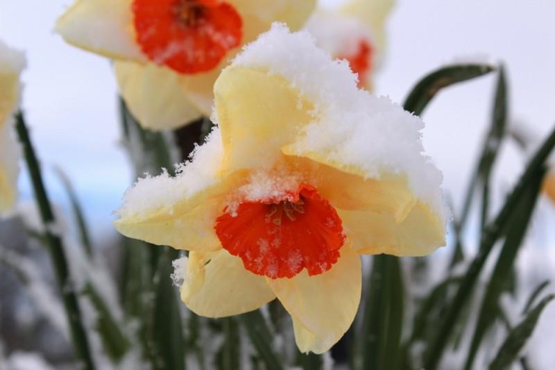 νάρκισσος ανοιξιάτικο λουλούδι χιόνι