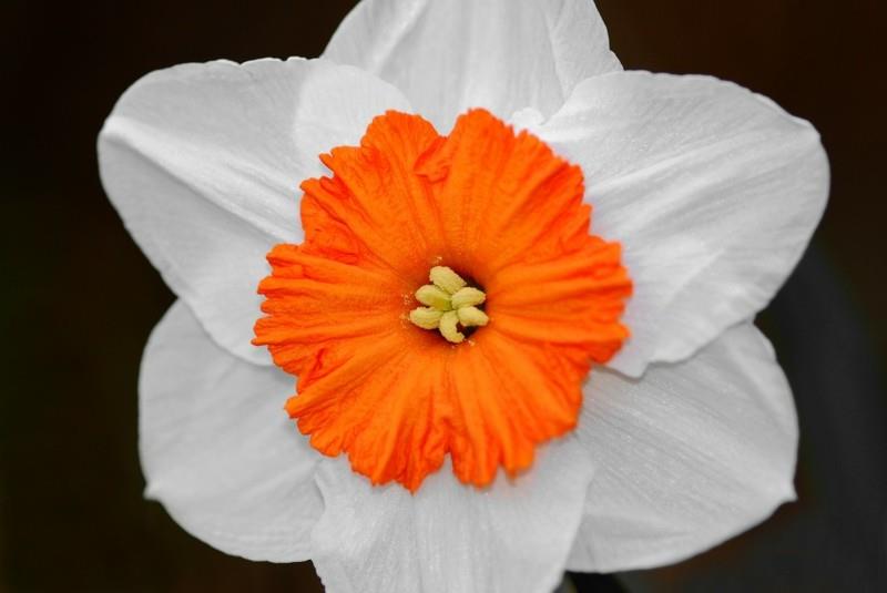 νάρκισσους ανοιξιάτικα λουλούδια λευκό πορτοκαλί