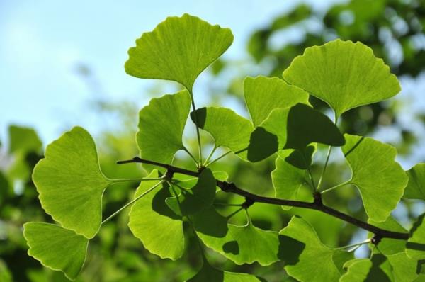 φυσικό αραιωτικό αίματος ginkgo biloba