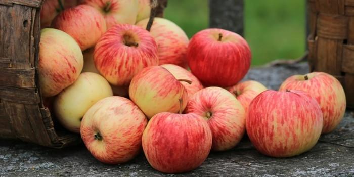 φυσικές θεραπείες καρπούζι υγιεινά σπιτικά φάρμακα κατά της ημικρανίας χώρα συγκομιδής μήλου