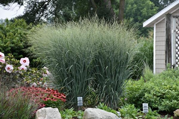 φυσικός κήπος δημιουργούν διακοσμητικό γρασίδι switchgrass panicum virgatum
