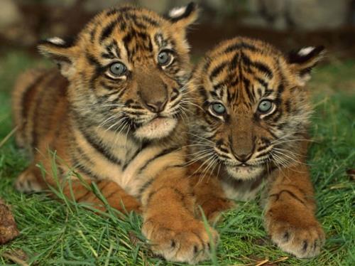 χαριτωμένη τίγρη μωρό εξωτικό περιβάλλον φύση