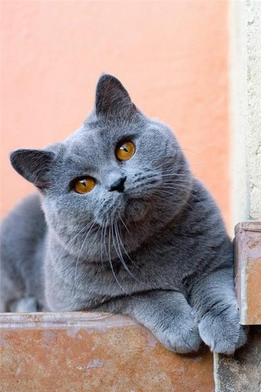 χαριτωμένη γάτα κατοικίδιο βρετανικό κοντότριχο γκρι