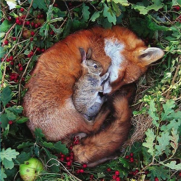 χαριτωμένα ζώα εικόνες ασυνήθιστα κατοικίδια μωρό κουνέλι και αλεπού ως κατοικίδια ζώα
