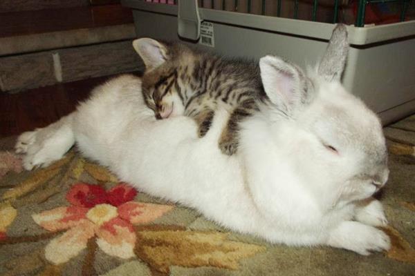 χαριτωμένες εικόνες ζώων ασυνήθιστα κατοικίδια μωρό γάτα και κουνέλι