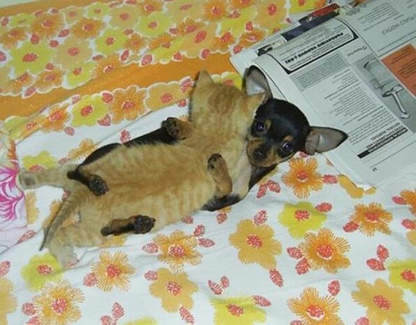 χαριτωμένες εικόνες ζώων ασυνήθιστα κατοικίδια μωρό γάτα και μικροσκοπική καρφίτσα