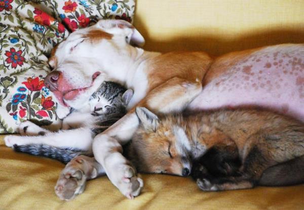 χαριτωμένες εικόνες ζώων ασυνήθιστο κατοικίδιο ζώο σκυλί αλεπού γάτας ως κατοικίδιο ζώο