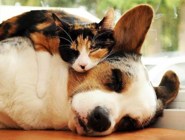 χαριτωμένες εικόνες ζώων ασυνήθιστο κατοικίδιο ζώο φιλία σκύλου και γάτας