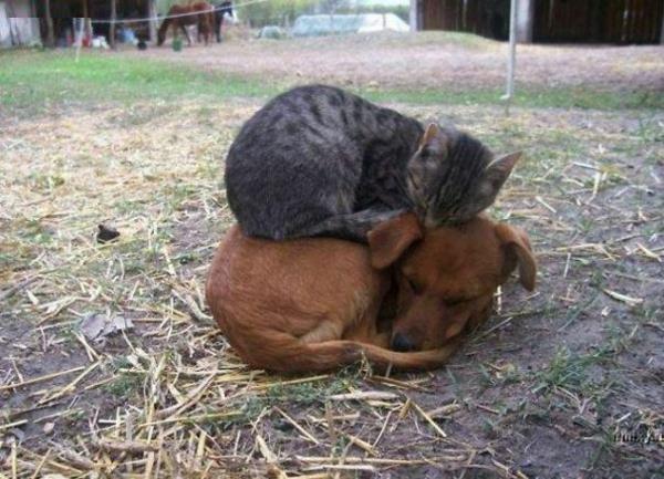 χαριτωμένες εικόνες ζώων ασυνήθιστο κατοικίδιο ζώο σκύλος και γάτα που κοιμούνται