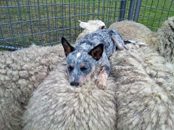 εικόνες χαριτωμένων ζώων ασυνήθιστο κατοικίδιο ζώο σκυλί και πρόβατα