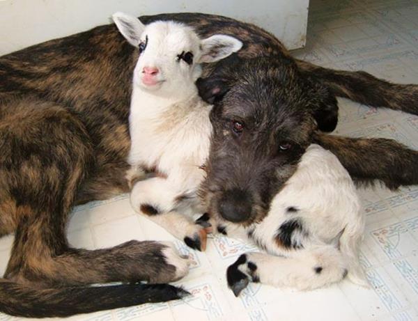 χαριτωμένες εικόνες ζώων ασυνήθιστο κατοικίδιο ζώο σκύλος και κατσίκα