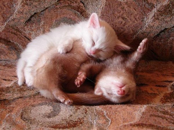 χαριτωμένες εικόνες ζώων ασυνήθιστο κατοικίδιο ζώο γάτα και κουνάβι ως κατοικίδια ζώα