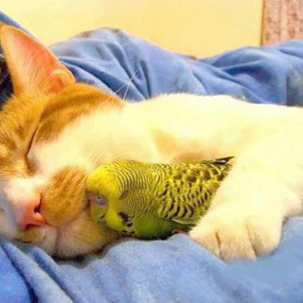 χαριτωμένες εικόνες ζώων ασυνήθιστο κατοικίδιο ζώο γάτα και παπαγάλος φιλία