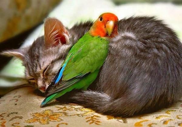 χαριτωμένες εικόνες ζώων ασυνήθιστο κατοικίδιο ζώο γάτα και παπαγάλος